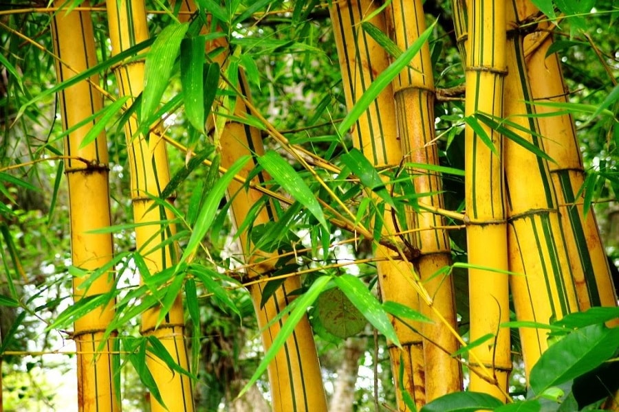 Cara membuat celengan sendiri dari bambu & kaleng bekas