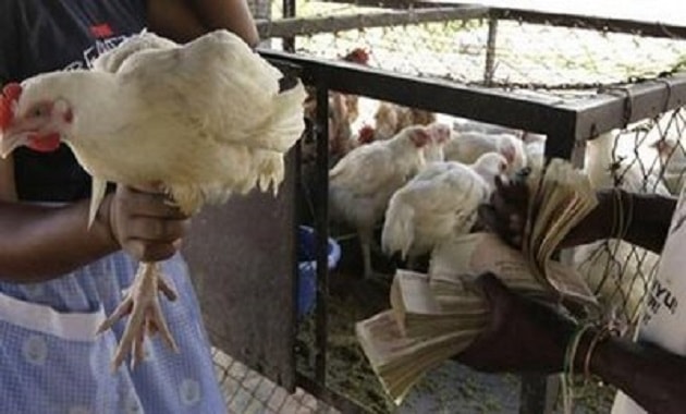 Harga ayam di Negara Zimbabwe